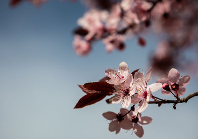 Close-up of cherry blossom