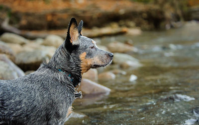 Close-up of dog standing outdoors