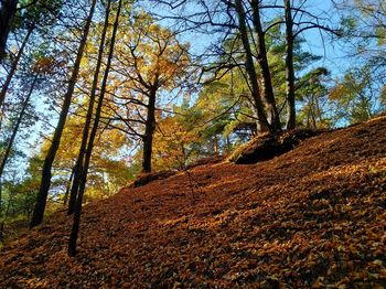 Low angle view of trees in forest