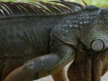 Close-up of lizard