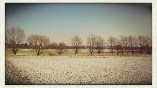 Bare trees on landscape against clear sky