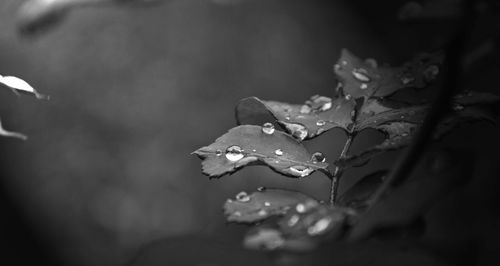 Close-up of wet plant leaves during rainy season