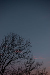 Low angle view of bare tree against clear sky