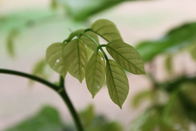 Close-up of green leaves