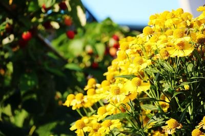 Close-up of yellow flowers