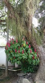 Pink flowers blooming in park