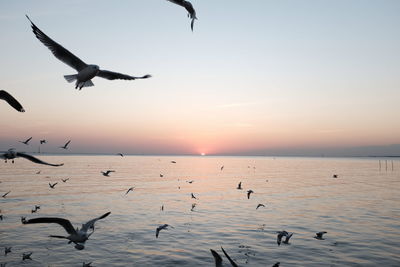 Seagulls flying over sea during sunset