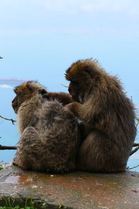 Monkeys, macaques in gibraltar