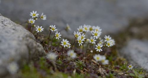 Close-up of wildflowers