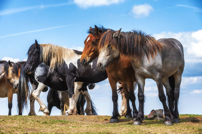 Horses on a field