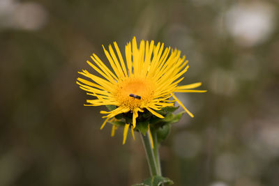 Close-up of yellow flowering plant