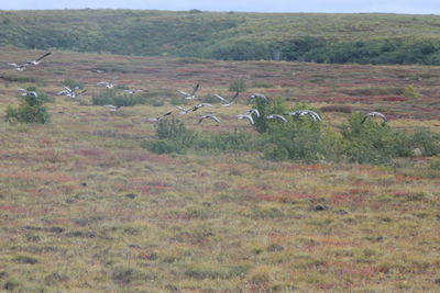 View of sheep on grassy field