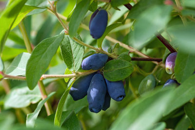 Ripe blue honeysuckle berries on a bush, closeup