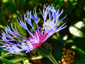 Close-up of purple flowering plant