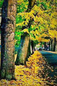 Footpath amidst trees in park