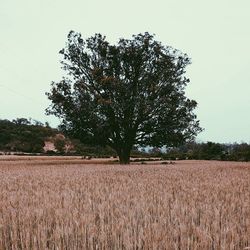 Scenic view of rural landscape