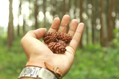 Cropped hand of woman holding pine cones against trees