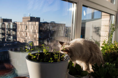 Cat looking at potted plants