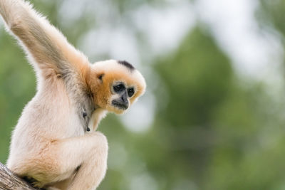 Low angle view of monkey sitting on branch