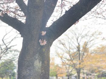 Low angle view of tree