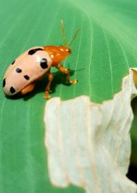 Close-up of ladybug on leaf