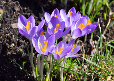 Close-up of purple crocus blooming outdoors