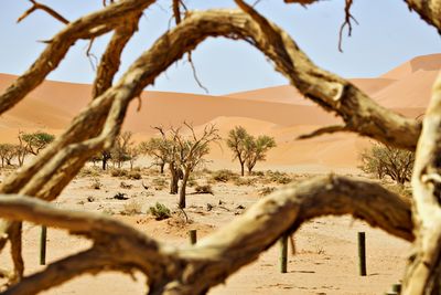 Inside namib desert