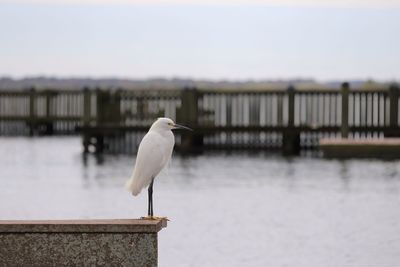 Egret standing on a wall overlooking harbour