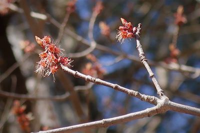 Close-up of red flowering plant on branch