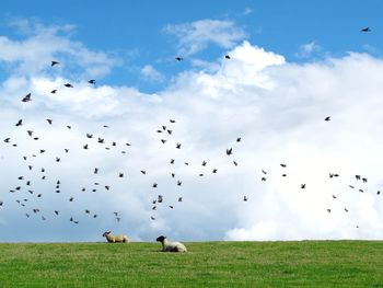 Sheep relaxing on grassy field against birds flying in sky