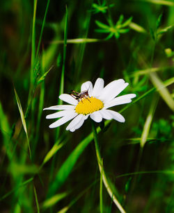 Close-up of insect on white flower