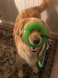 Close-up of dog at home