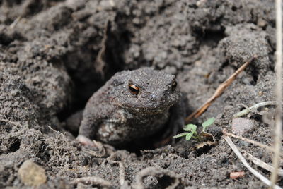 Close-up of frog on field