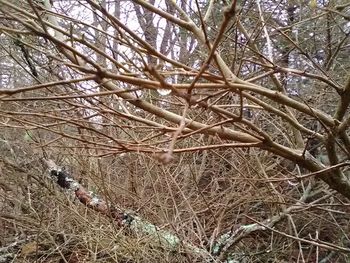 Close-up of twigs