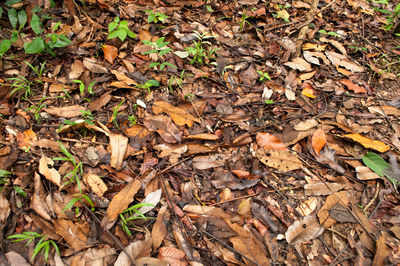 High angle view of maple leaves on field