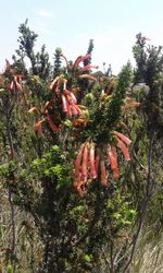 Low angle view of plants on tree against sky