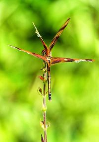 Dragonfly begins flight