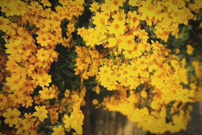 Close-up of yellow flowering plant