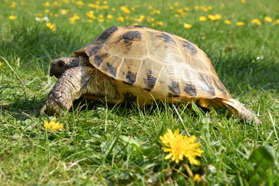 Close-up of turtle on field