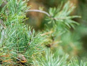 Close-up of plant growing outdoors