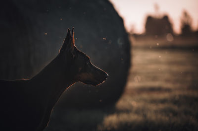 Close-up of dog