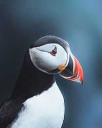 Close-up of puffin