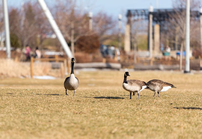 Birds on ground