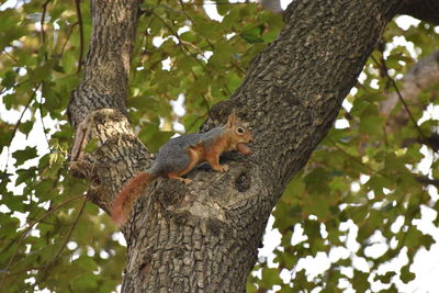 Low angle view of squirrel on tree