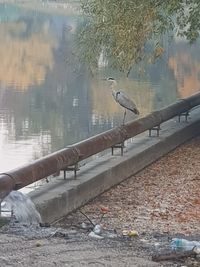 Birds perching on railing by lake