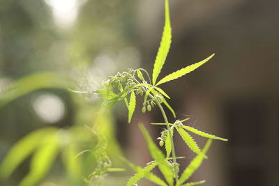 Close-up of insect on plant