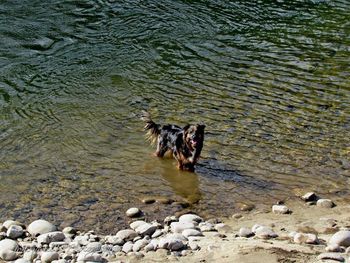 Animal in water