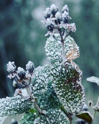 Close-up of frozen plant