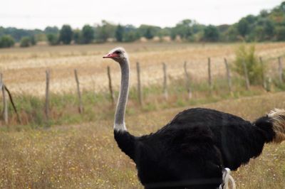 Side view of a bird on field