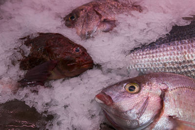 High angle view of fish for sale in market